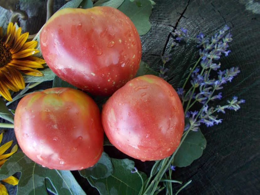  - SEMINTE ROSII - T 788 LYUBIMYY PRAZDNIK - sezon scurt