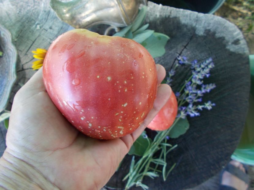  - SEMINTE ROSII - T 788 LYUBIMYY PRAZDNIK - sezon scurt