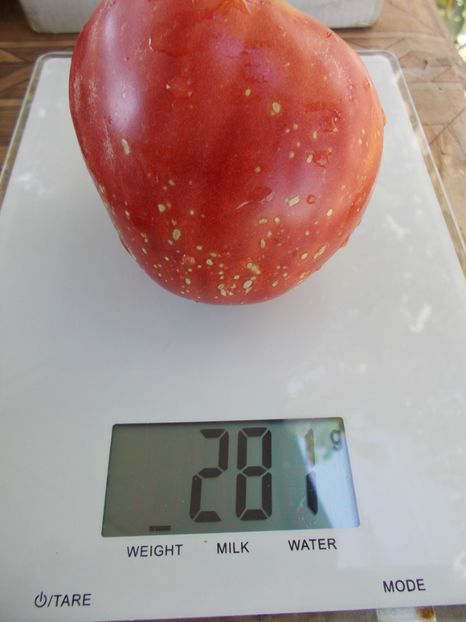  - SEMINTE ROSII - T 788 LYUBIMYY PRAZDNIK - sezon scurt