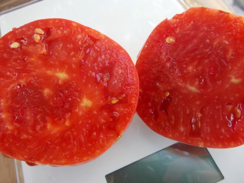  - SEMINTE ROSII - T 788 LYUBIMYY PRAZDNIK - sezon scurt