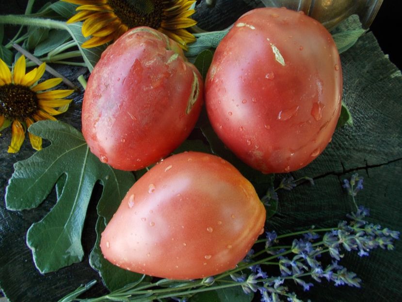  - SEMINTE ROSII - T 686 CUL DE SINGE