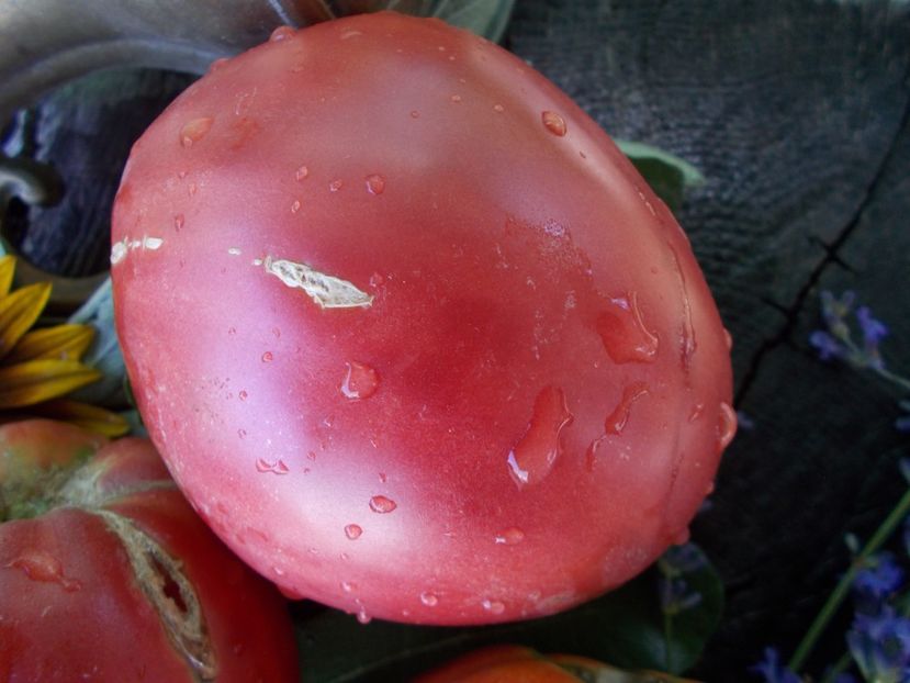  - SEMINTE ROSII - T 686 CUL DE SINGE