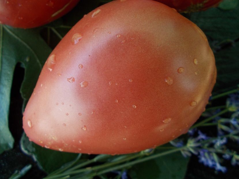  - SEMINTE ROSII - T 686 CUL DE SINGE