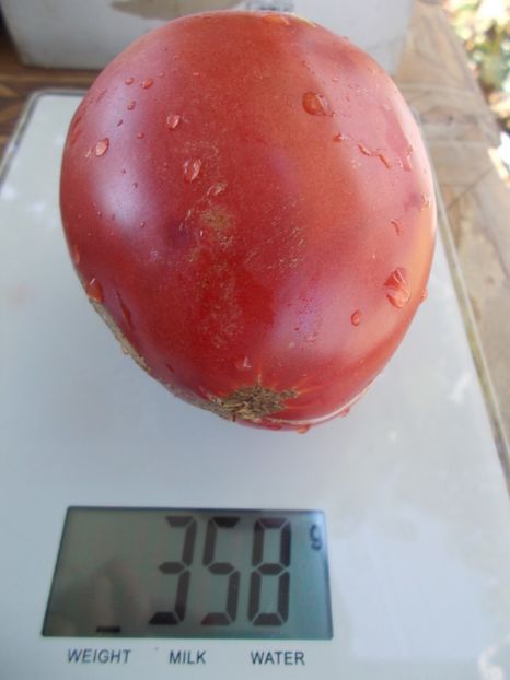  - SEMINTE ROSII - T 686 CUL DE SINGE