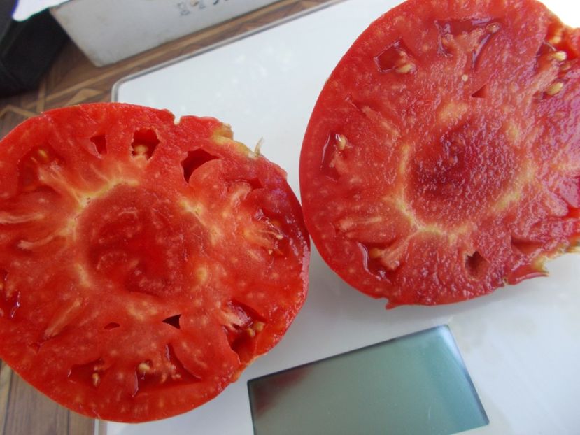  - SEMINTE ROSII - T 686 CUL DE SINGE