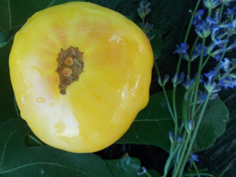  - SEMINTE ROSII - T 650 GRAMMA CLIMEN HAGEN