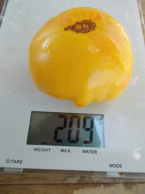  - SEMINTE ROSII - T 650 GRAMMA CLIMEN HAGEN