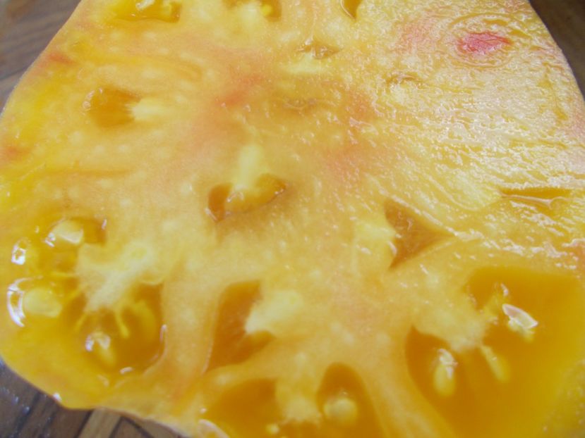  - SEMINTE ROSII - T 650 GRAMMA CLIMEN HAGEN