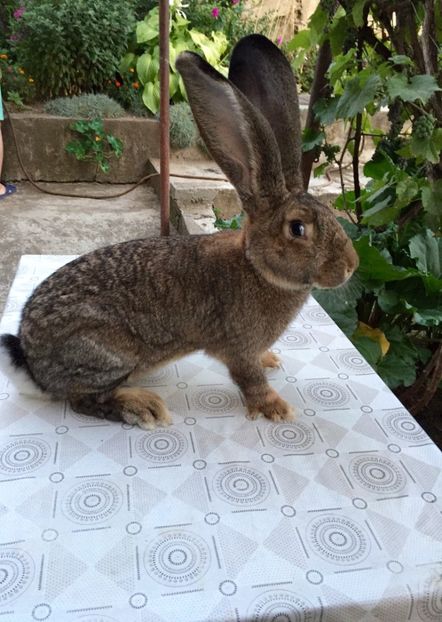 44F71401-CFFC-4D55-BFA4-B4C52C3F88BC - RO 8-116