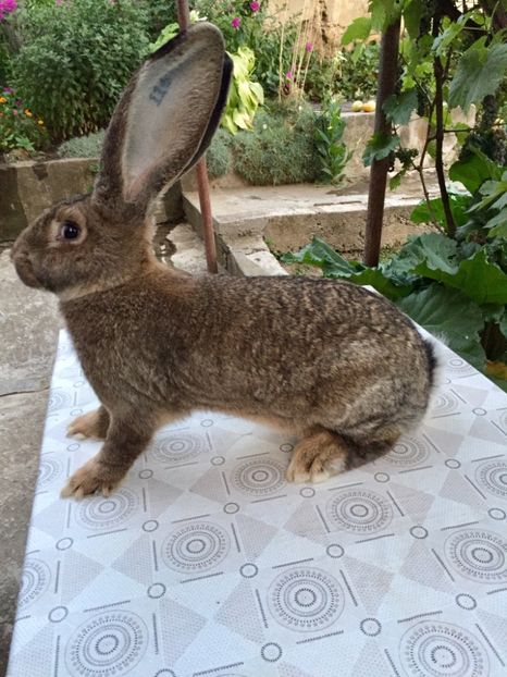 4C7AE2BC-8B8D-4AD4-A75E-8EC5F6D448A8 - RO 8-116