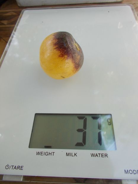  - SEMINTE ROSII - T 758 LITTLE FUZZY BLUE BALLS