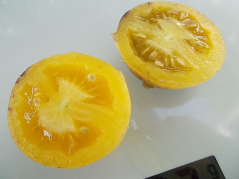  - SEMINTE ROSII - T 758 LITTLE FUZZY BLUE BALLS