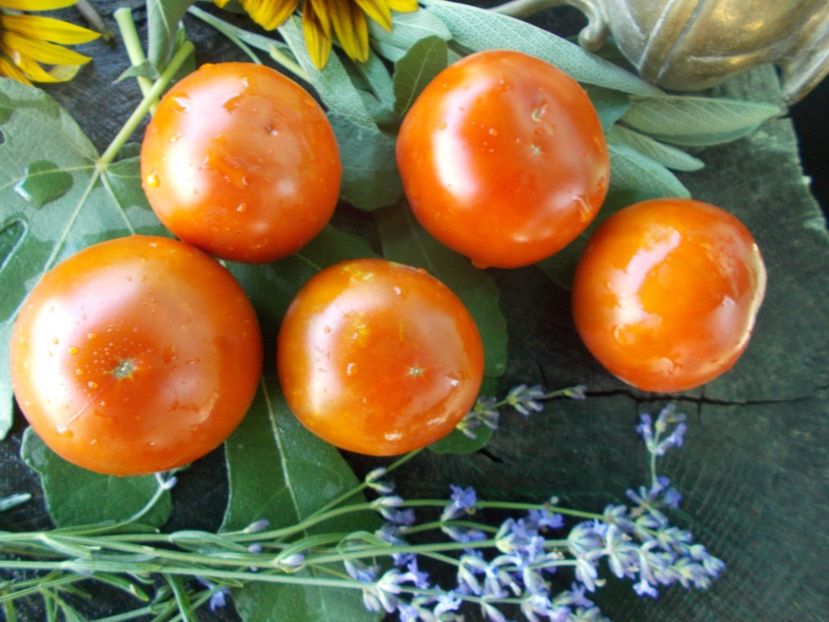  - SEMINTE ROSII - T 671 BORDO