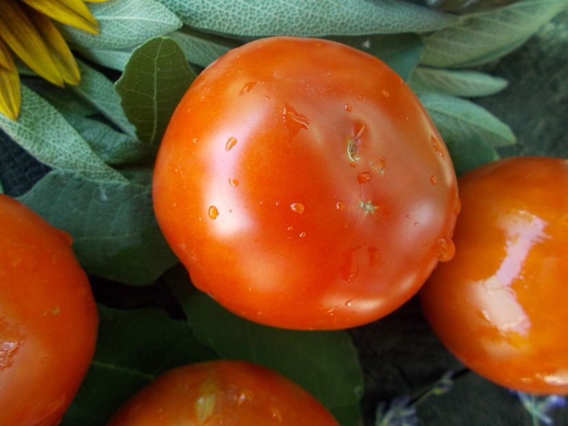  - SEMINTE ROSII - T 671 BORDO