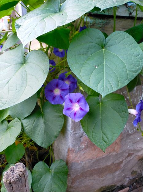 IMG20210812092329 - August 21