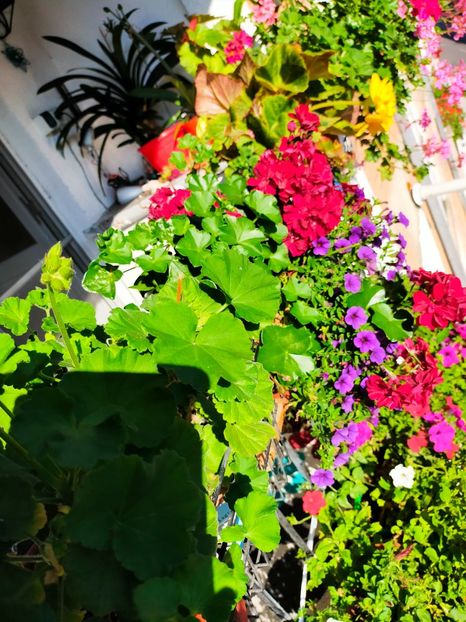 IMG20210803091719 - August 21