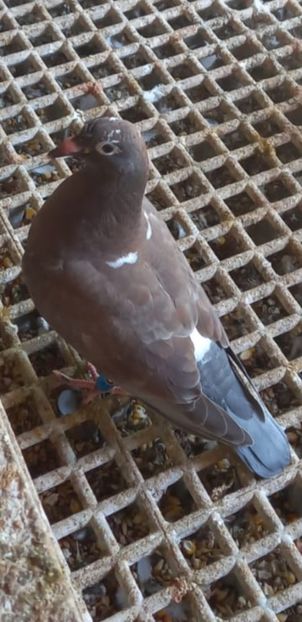 Screenshot_20210811-111148_WhatsApp - xxx Pigeons