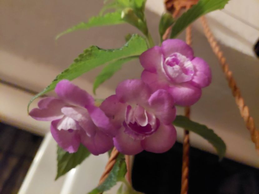 Asta-i poza cu pricina - BRID-s SARINA