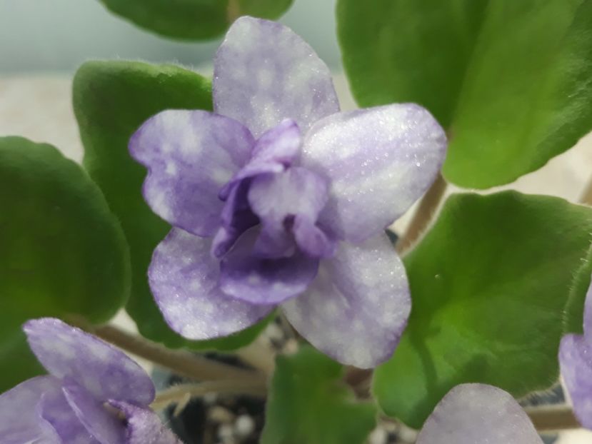 14 aug - ZZ AE Fly To The Moon