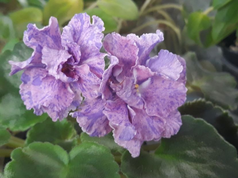 14 aug - ZZ ND Pervoklashka