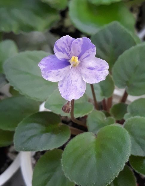 14 aug - Frosted Fantasy