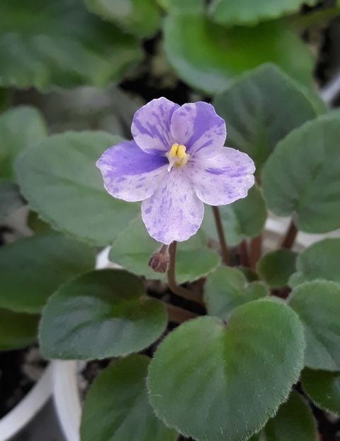 14 aug - Frosted Fantasy