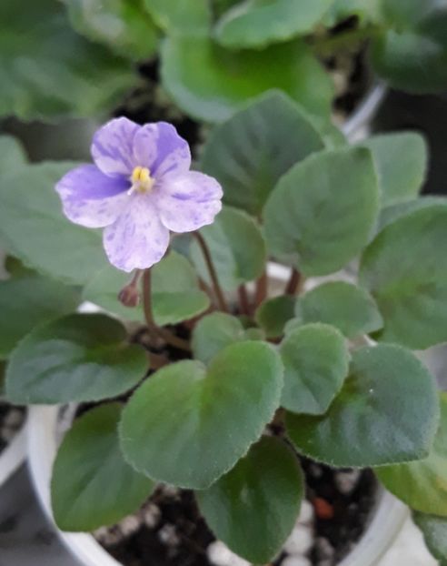 14 aug - Frosted Fantasy