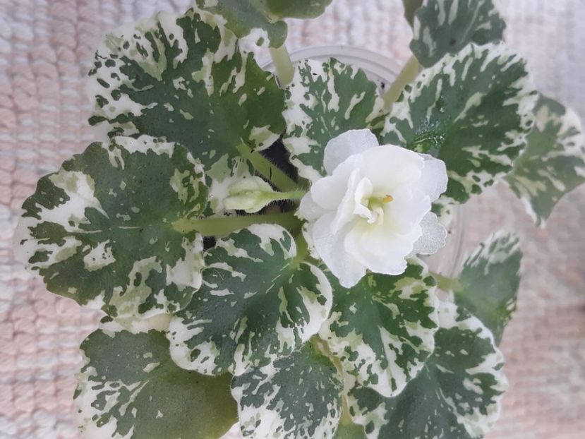 14 aug - Rob s Sugar Cube