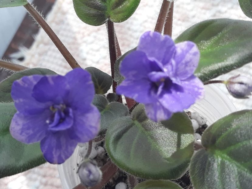 14 aug - Downsview Trail