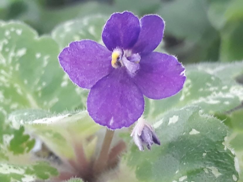 14 aug - Rob s Jee Jim