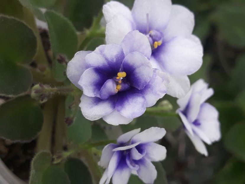 14 aug - Rob s Loose Noodle