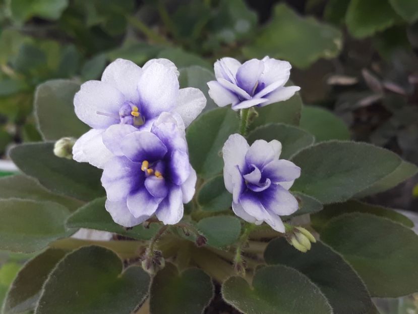 14 aug - Rob s Loose Noodle