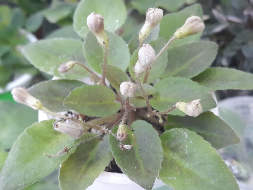 14 aug - Morgan s Sweet Patootie