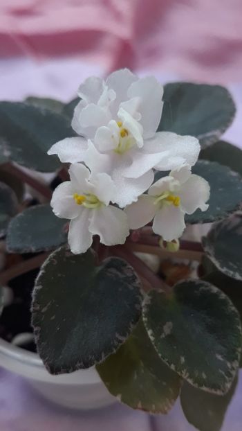 29 iul - ZZ Ness Angel Blush