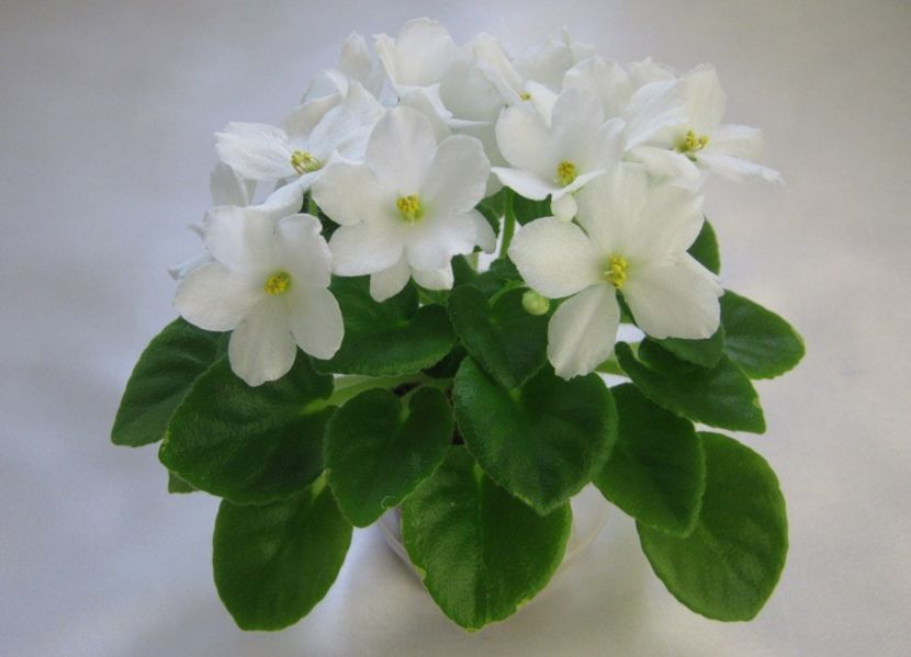 N Margarita - ZZ N Margarita