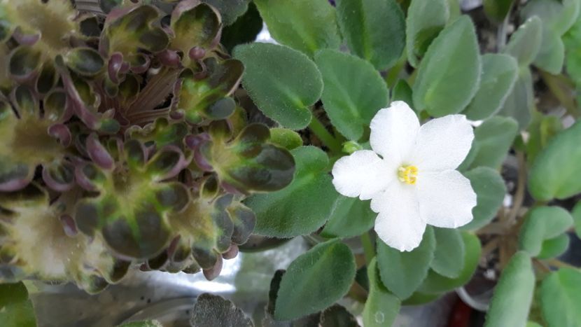 6 aug - ZZ N Margarita