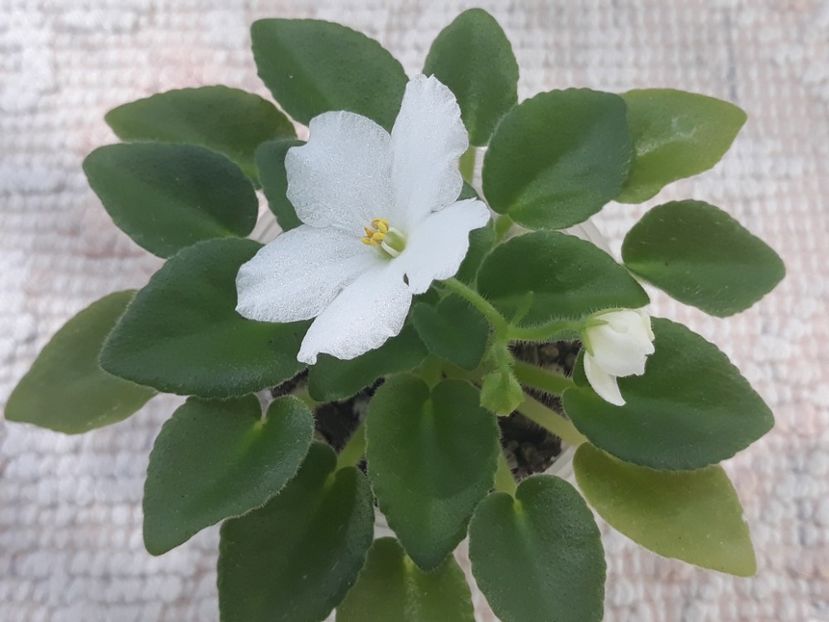 14 aug - ZZ N Margarita