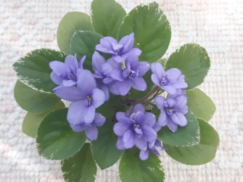 14 aug - N Igra v Biser