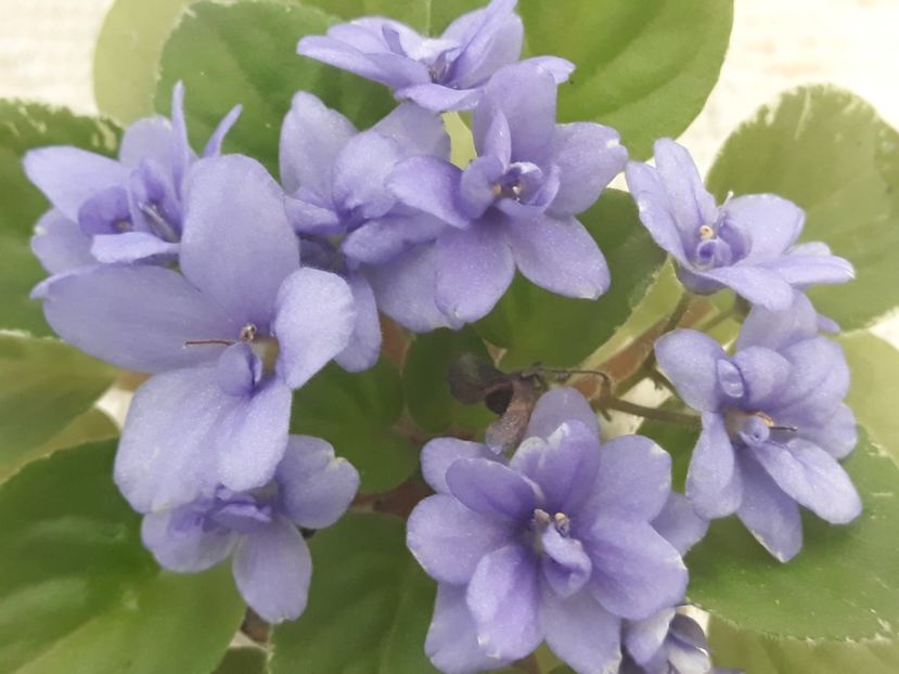 14 aug - N Igra v Biser