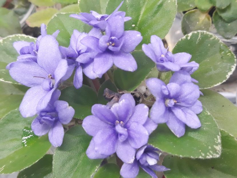 14 aug - N Igra v Biser