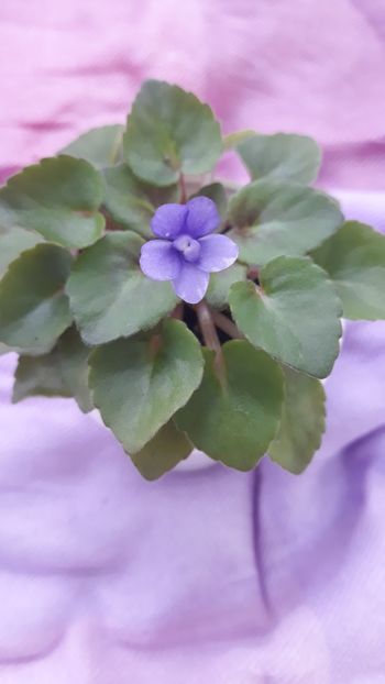 29 iul - Persian Prince