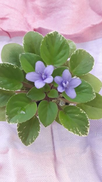 29 iul - N Igra v Biser