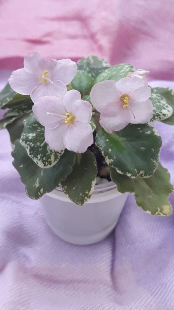 29 iul - N Boa Konstriktor