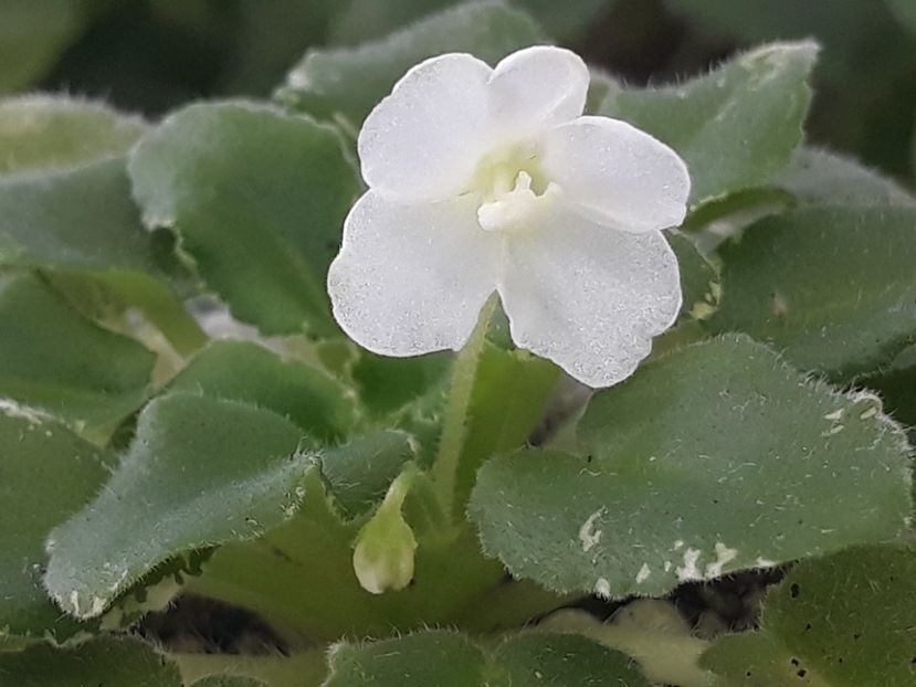 14 aug - AA VIOLETE de COLECTIE