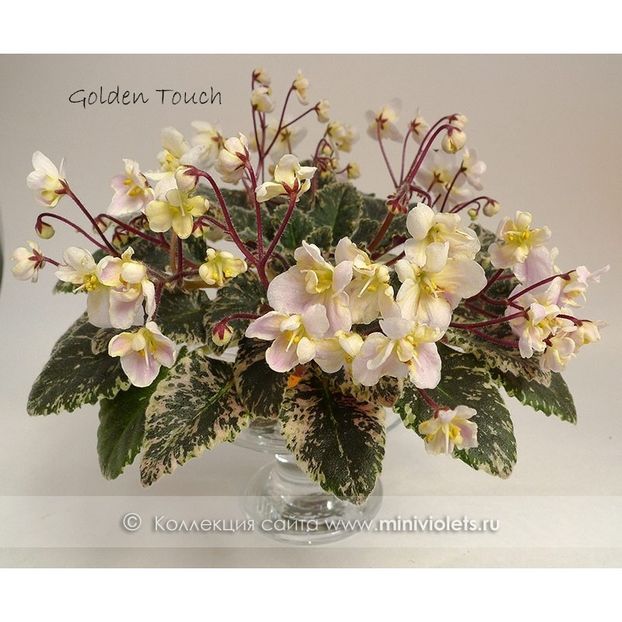 Golden Touch - Golden Touch