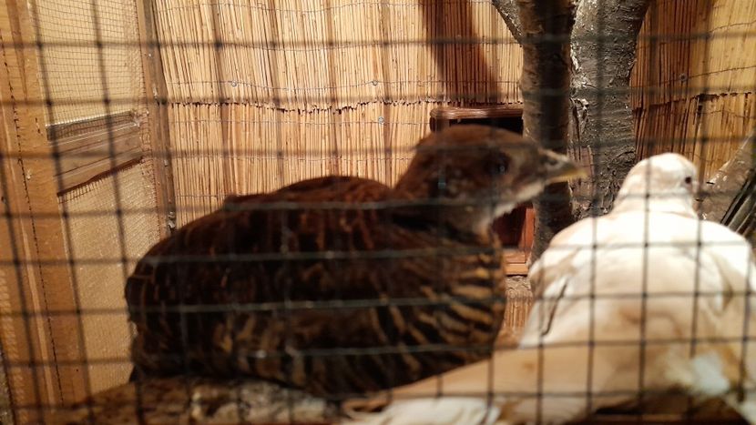  - Fazani auriu pe rosu