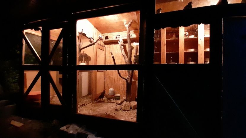  - Fazani auriu pe rosu