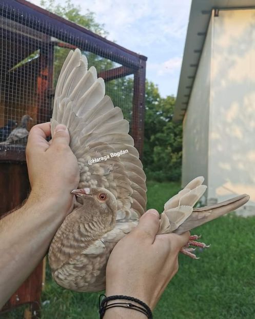  - NU IMI APARTIN ALBUM NR 2