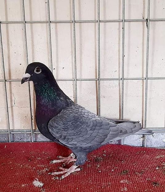  - NU IMI APARTIN ALBUM NR 2