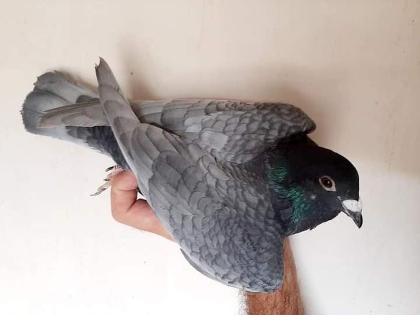  - NU IMI APARTIN ALBUM NR 2